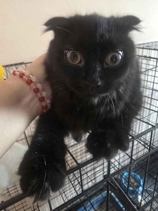 แมวบริติชช็อตแฮร์ผสมสก็อตติช 15