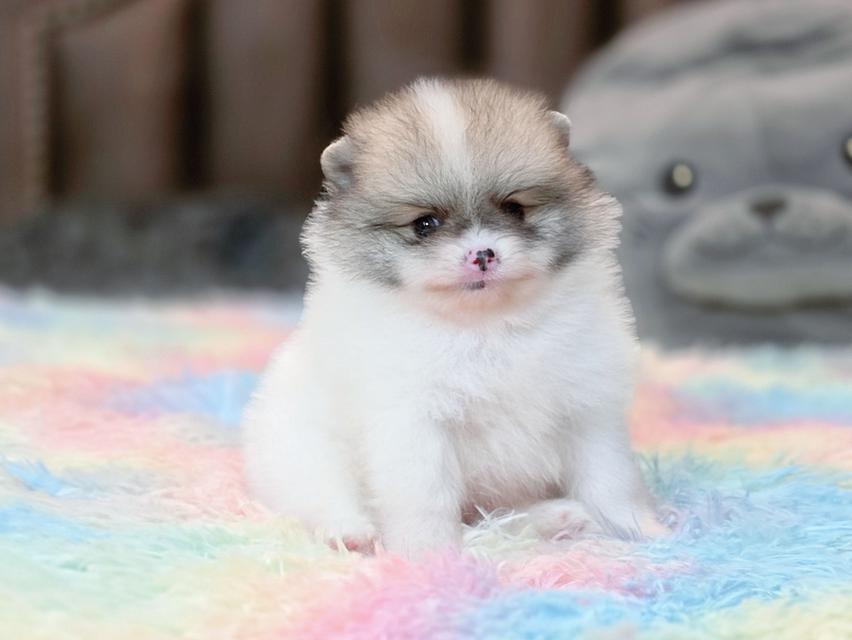 ปอมเมอเรเนียนแท้ เพศผู้ ทีคัพ รูปที่ 10