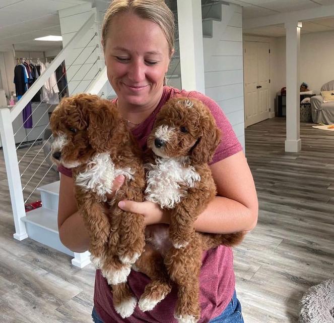 Goldendoodle Puppies  WhatsApp me : +66 63 826 3042