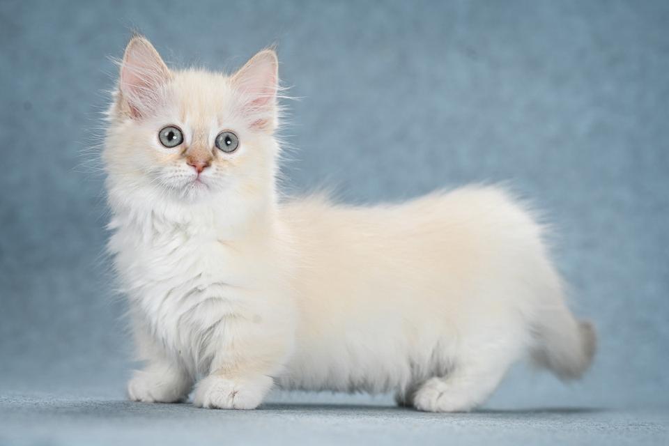 Munchkin Kittens for adoption