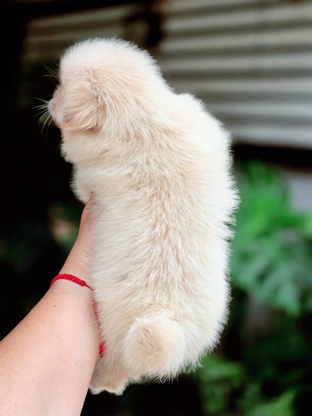 ปอมผสมชิวาวาเพศเมีย 12