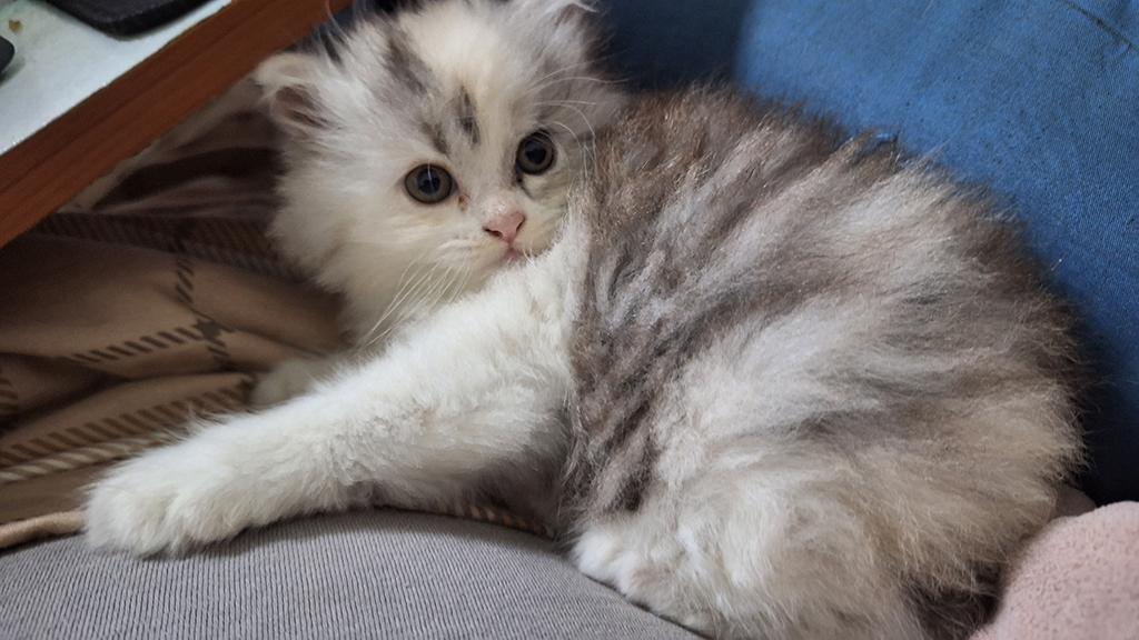 ลูกแมวเปอร์เซียแท้ ไม่ผสม 5