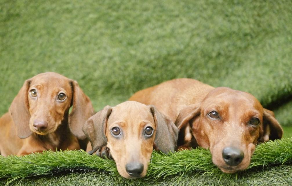 สาวน้อย ดัชชุน ขนสั้น ไซส์มินิ 3