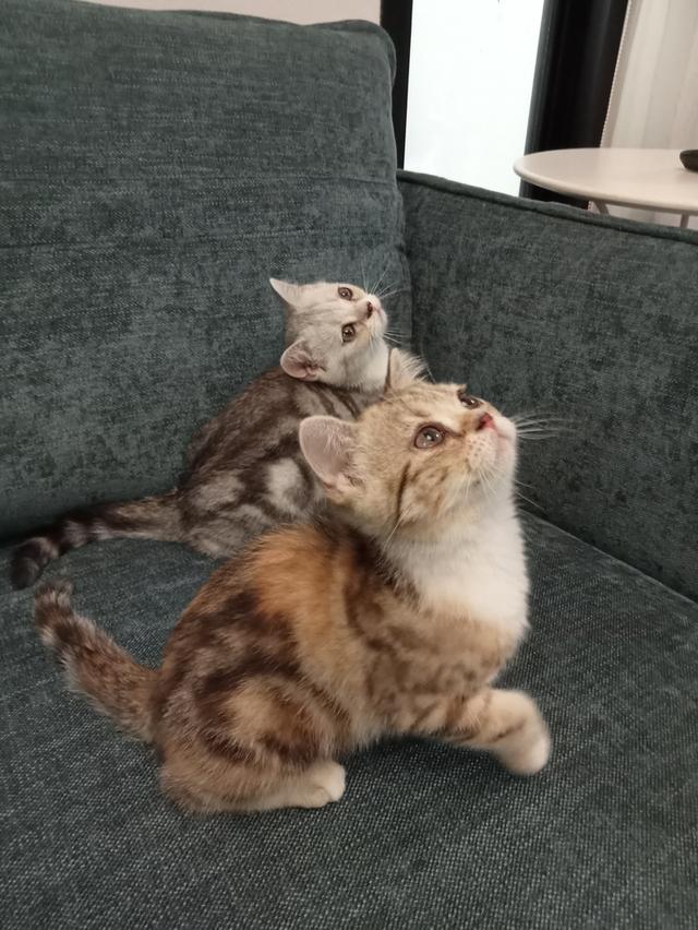 แมวสก็อตติช