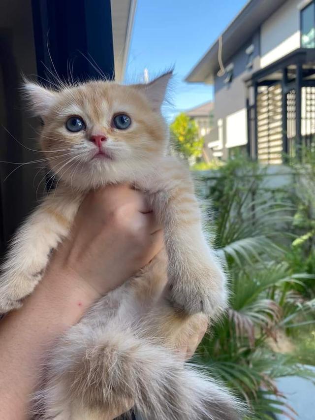 scottish fold สีส้ม 2