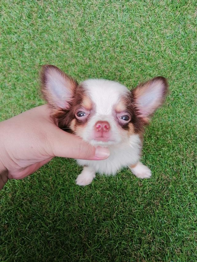 ชิวาว่าแท้ขนยาวสีช็อค ชาย 12