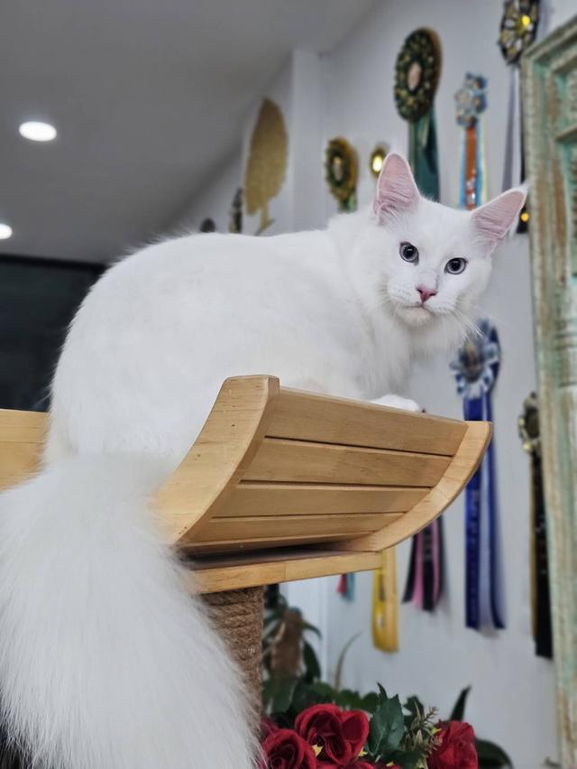 แมวเมนคูน
