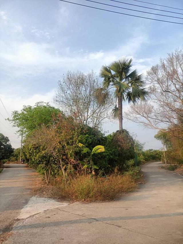 ขายที่ดินโฉนดครุฑแดง (เจ้าของขายเอง) 2