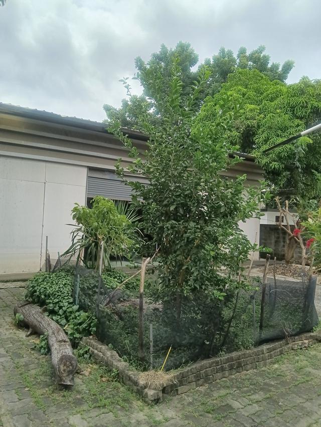 ที่ดินเปล่า 109 ตรว ใกล้ BTS สายหยุด ในซอยพหลโยธิน 48 แยก 5 6