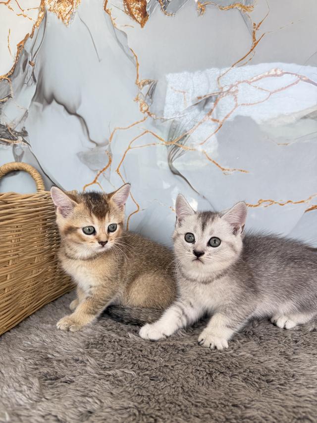 ลูกแมวสายพันธุ์บริติชแท้ รูปที่ 1