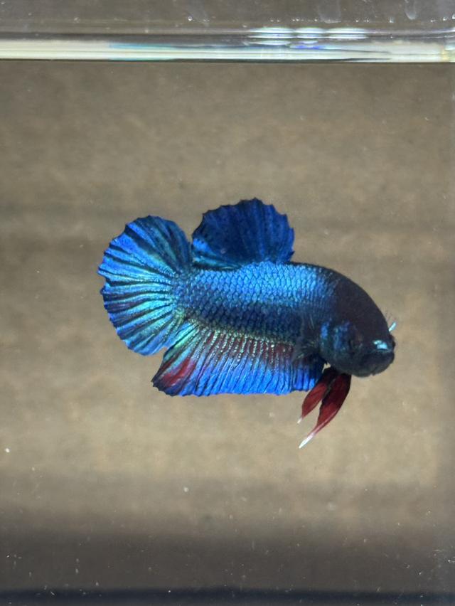 ปลากัดหม้อ ปลากัดแฟนซี รูปที่ 2