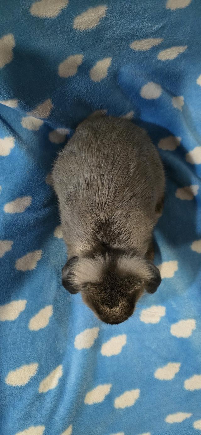 กระต่ายฮอลแลนด์ลอป Holland Lop  5