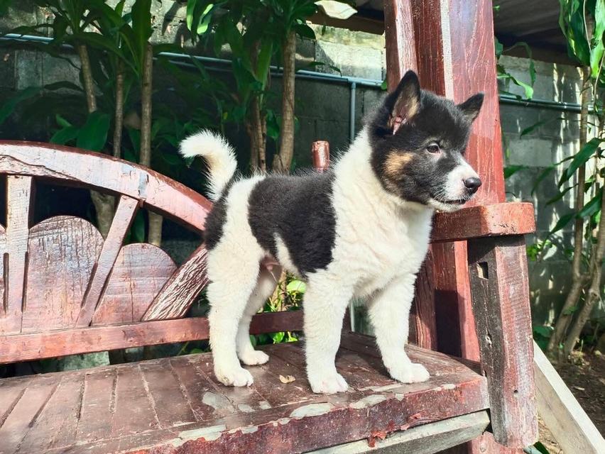 สุนัขบางเเก้ว