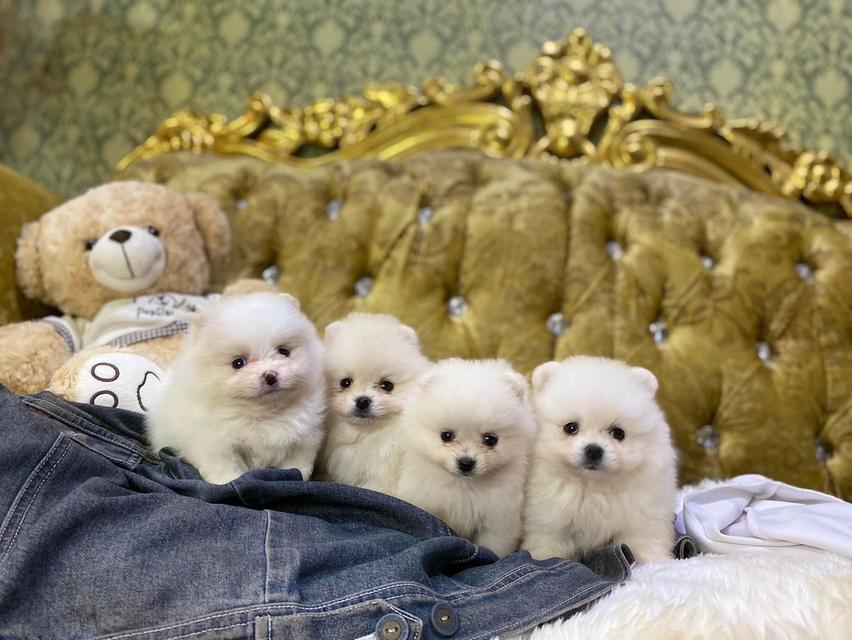 ปอมเมอเรเนียนแท้ น้องน่ารัก อ้วนกลม ขี้เล่น สดใส มาดูตัวจริงได้นะคะ