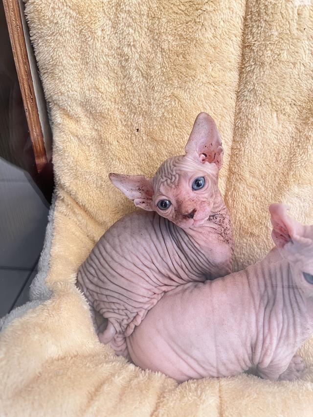 ลูกเเมวพันธ์สฟิงซ์ผู้หญิง รูปที่ 2