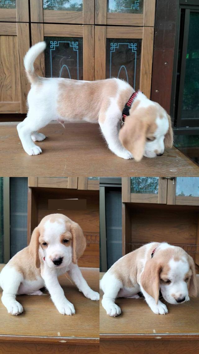 น้องหมาบีเกิ้ล​แท้​ 