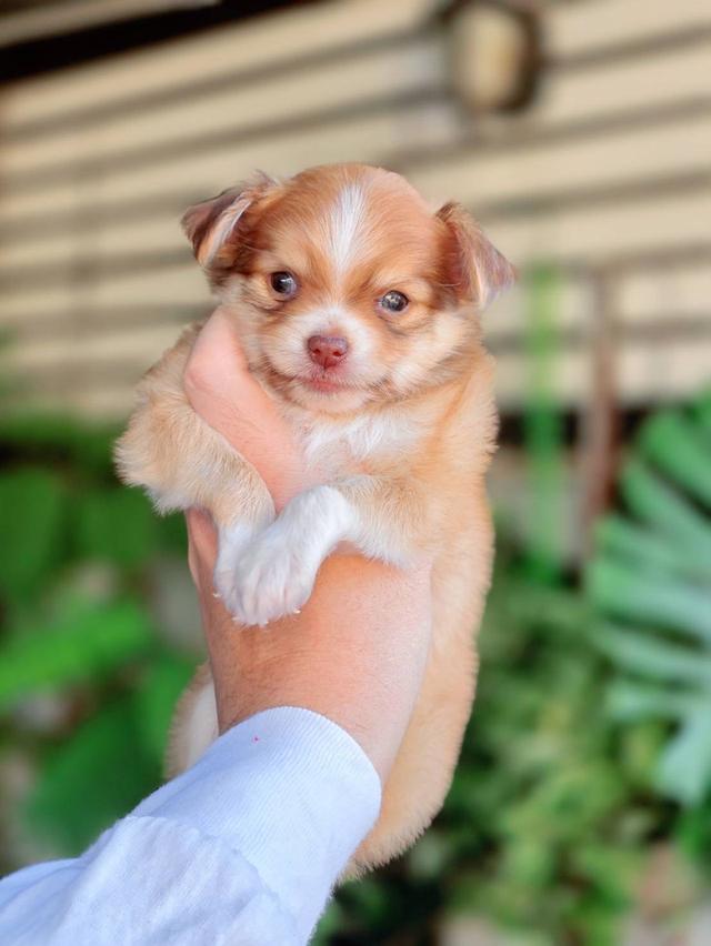 ชิวาวาแท้ ขนยาวเพศผู้ รูปที่ 2