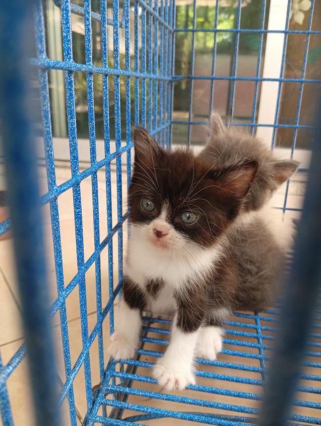 สก็อตติช เพศผู้ น่ารัก รูปที่ 4