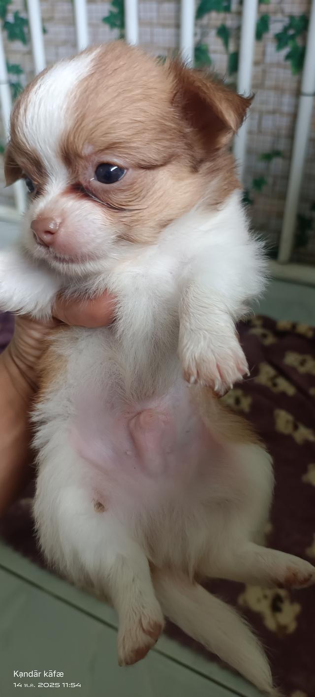 ชิวาว่าแท้ จ.เพชรบุรี 9