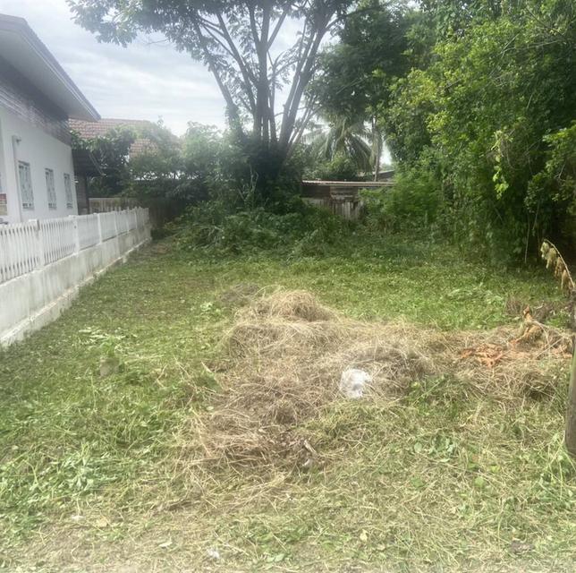 ขายที่ดินบ้านสันอุ้มตำบลเชิงดอยอำเภอดอยสะเก็ด 1