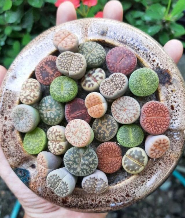 ขายต้นไม้ lithops 3