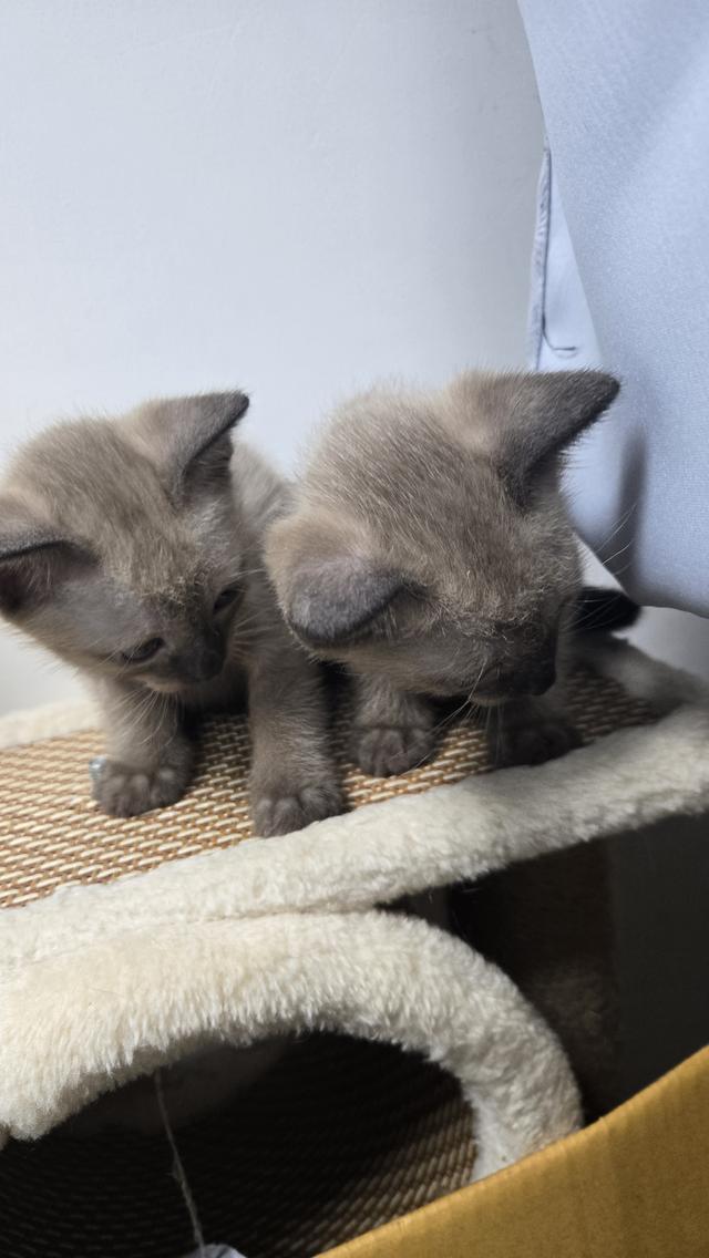 ลูกแมววิเชียรมาศผสมเบอร์มีส