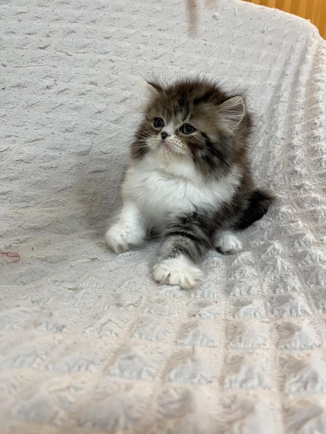 แมว แมว EXO ติกแท้ ขนยาว