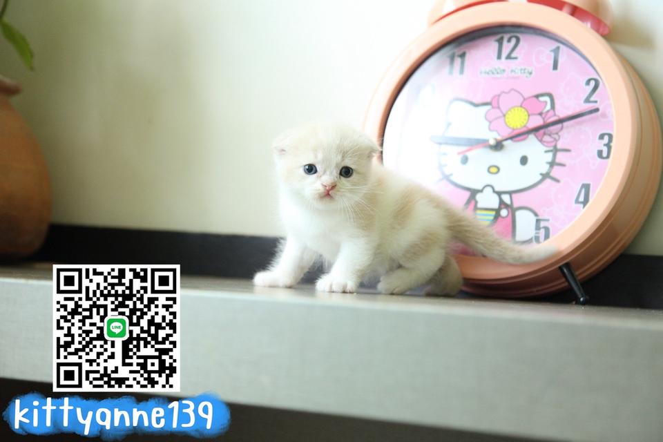 แมวสก็อตติชโฟลด์แท้พ่อพกใบwcf 9