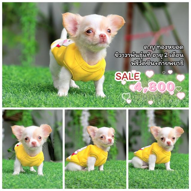 Chihuahuaแท้ไซส์เล็กพร้อมย้ายบ้านมีบริการส่ง