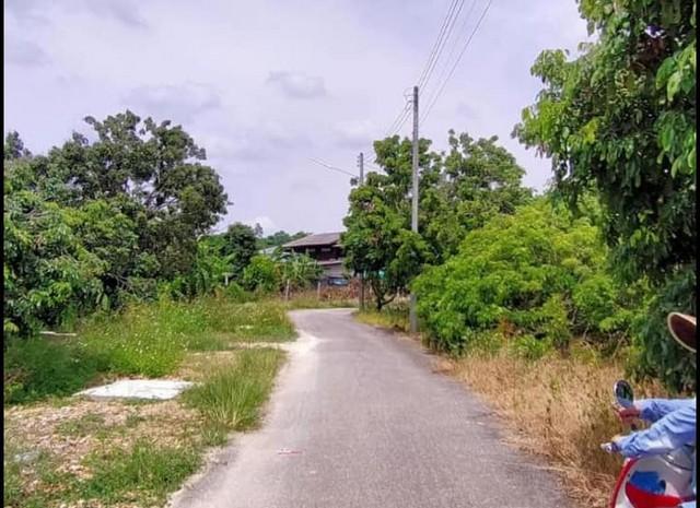 ขายที่ดิน3งาน ลดเหลือ 1.65ล้านบาท สวนลำไย ถนน ไฟฟ้า ประปา เขตติดต่อ สารภี แดนเมือง ต.อุโมงค์ เมืองลำพูน 4