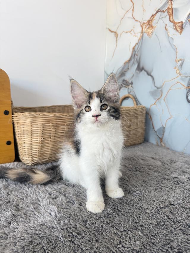 ลูกแมวพันธุ์เมนคูนแท้