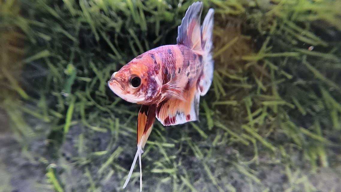 ปลากัดนีโม่โค่ย (Koi Betta) สีหลุมติดลายไฟ
