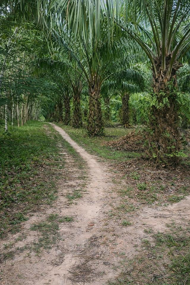 🌴 สวนปาล์มน้ำมัน พร้อมเก็บผลผลิต ทำเลดี ใกล้ถนน 🌴 3