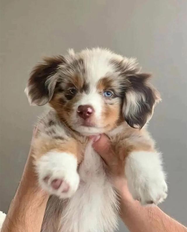 พร้อมขายน้องหมา Australian Shepherd