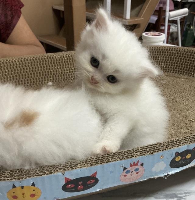 ลูกแมวเปอร์เซียขาวแท้สายตรง รูปที่ 11