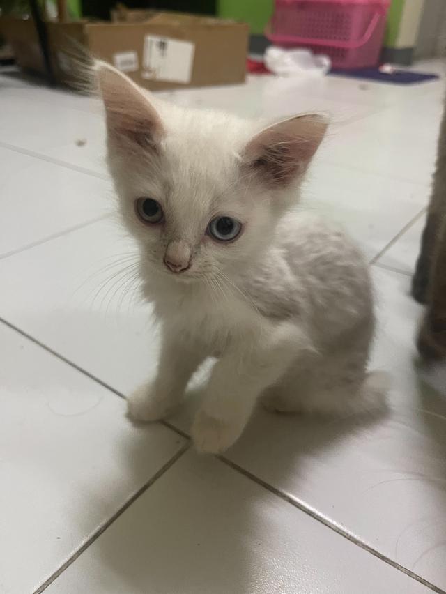 ลูกแมว แมวเด็ก 3-4ดือน 6