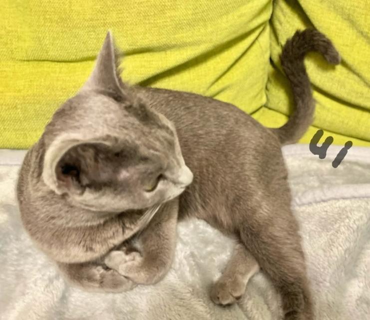 หาบ้านให้แมวพันธุ์ Russian Blue  3