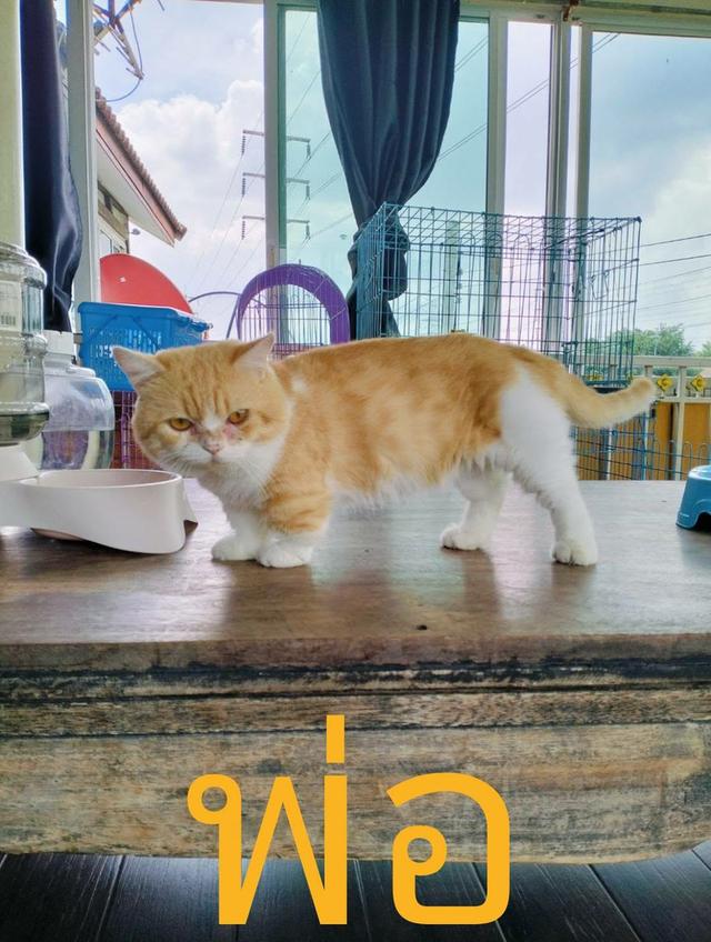 สัตว์เลี้ยง แมวมันช์กิ้น รูปที่ 6
