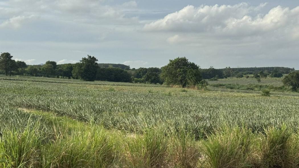 ขาย ที่ดิน 99-0-07.1 ไร่ โซนนิคมพัฒนา ระยอง เหมาะสำหรับสร้างโรงงานอุตสาหกรรม, โกดัง, โลจิสติกส์ 3