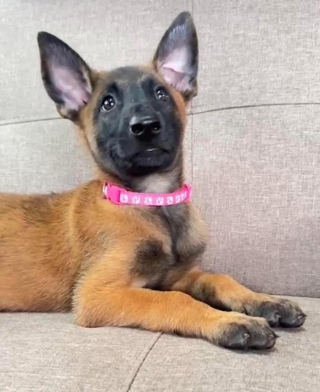 ลูกหมา Belgian Malinois  3