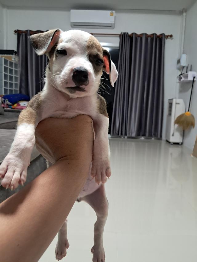 ลูกสุนัข 8