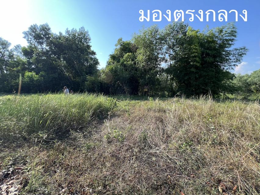 ขายที่ดิน ระยอง อำเภอ แกลง ตำบล ชากโดน เจ้าของขายเอง วัดสมอโพรง 2