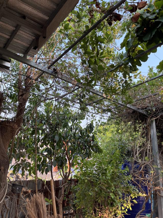 🔥 ที่ดินวิวพระอาทิตย์ตก ใจกลางอุดร 100 ตรว. ทำเลหายาก! ใกล้ UD TOWN 🌅 2