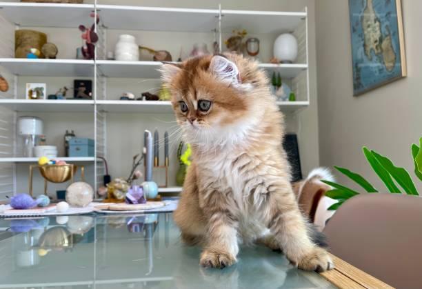 แมวสวยๆแมวเปอร์เซีย (Persian cat) 