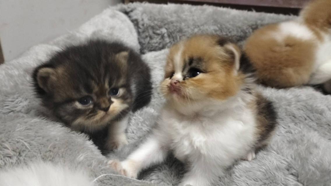 📌ติดจอง ลูกแมวเปอร์เซีย หุ่นหมี ขนแน่น เปิดจองก่อนย่านม รูปที่ 7