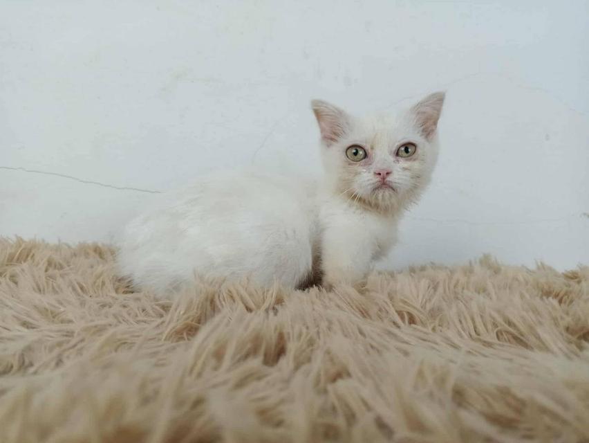 5.แมวมันช์กิ้น/เพศเมีย หาบ้าน Munchkin Cat/Female looking for a new home 4