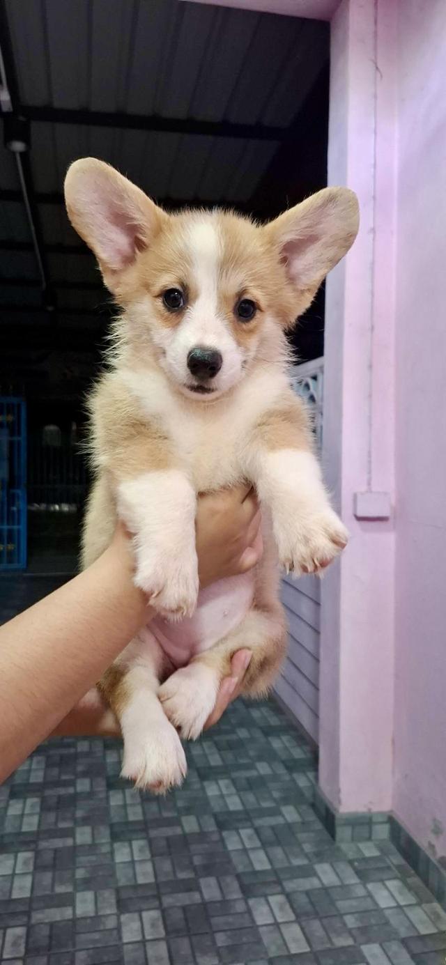 สุนัข คอกี้ 2เดือนครึ่ง ใบเพ็ดเต็มใบ