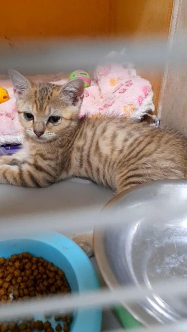 ลูกแมวสก็อตติช 2