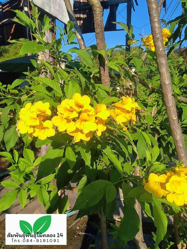 ทองอุไร ต้นทองอุไร ทองอุไรดอกเหลือง