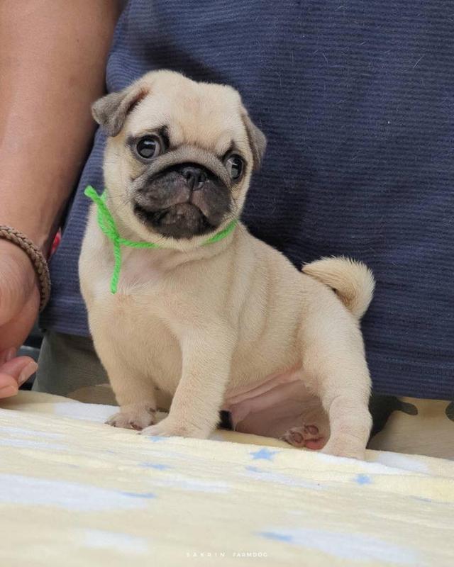 Pug Puppies  WhatsApp me : ( +63 985 762 7466 ) 2